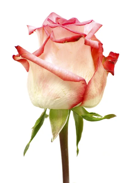 Rosa em branco — Fotografia de Stock