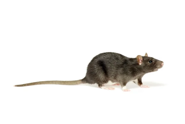 Krysa na bílém pozadí — Stock fotografie