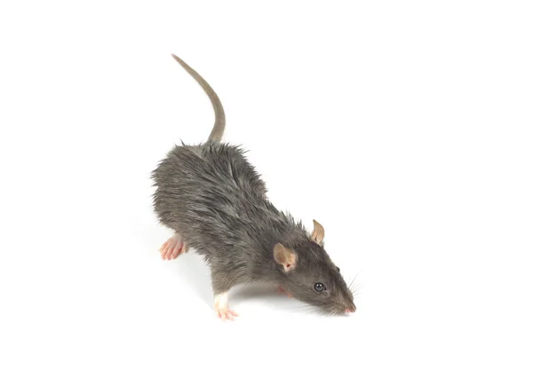 Rato em branco — Fotografia de Stock