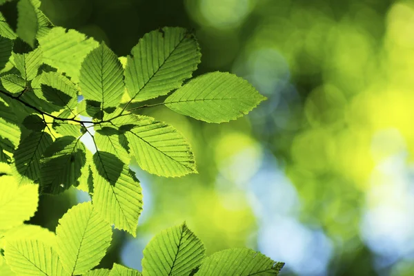 stock image Green leaves