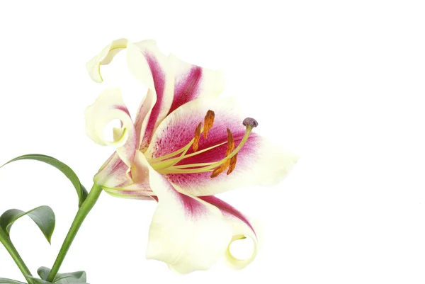 Beyaz Izole Kırmızı Lily — Stok fotoğraf