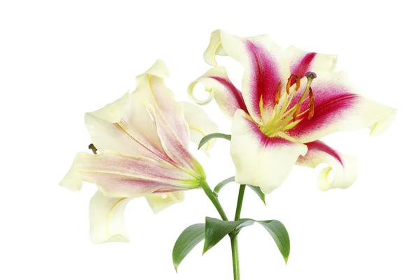 Lily på vit — Stockfoto