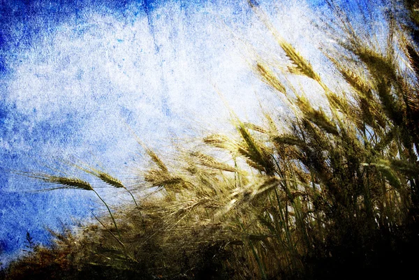 黄金の小麦圃場とグランジ背景 — ストック写真