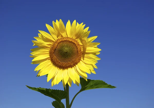 Yellow Sunflower Blue Sky Background — Stock Photo, Image