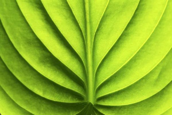 葉の自然背景の構造 — ストック写真