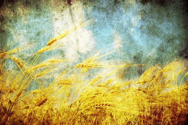 Grunge wheat — Stock Photo, Image