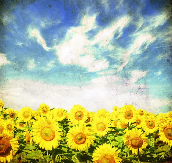 Sztuka Obrazu Słonecznikowe Pole — Zdjęcie stockowe