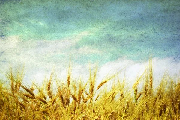 Пшеничные уши Стоковое Фото
