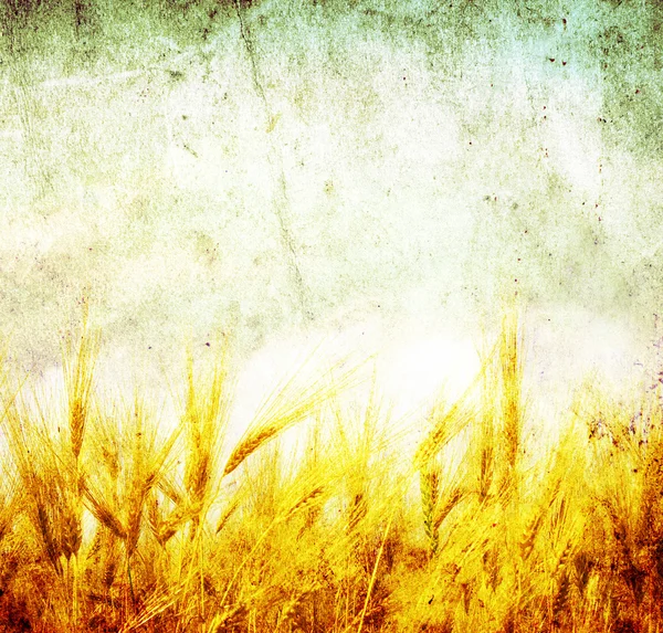 黄金の小麦圃場とグランジ背景 ストック画像