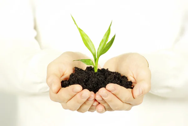 Plant in hands Stock Picture