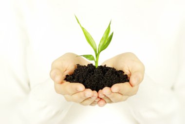 Plant in hands clipart