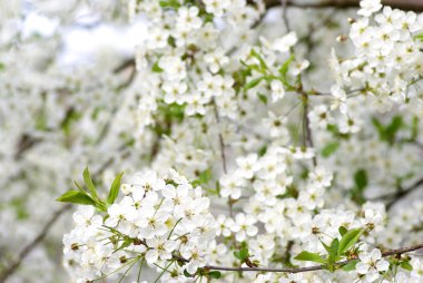 Close up of the spring cherry blossoms clipart