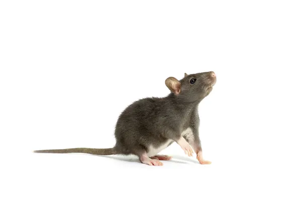 Rat Gris Isolé Sur Fond Blanc — Photo