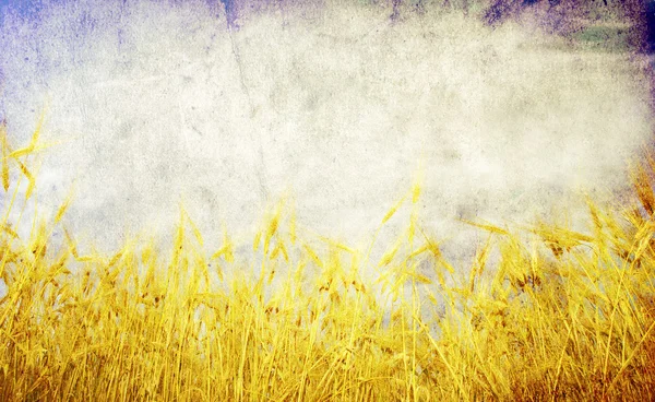 Grunge Geçmiş Bir Çiftlik Alanında Altın Buğday Ile — Stok fotoğraf