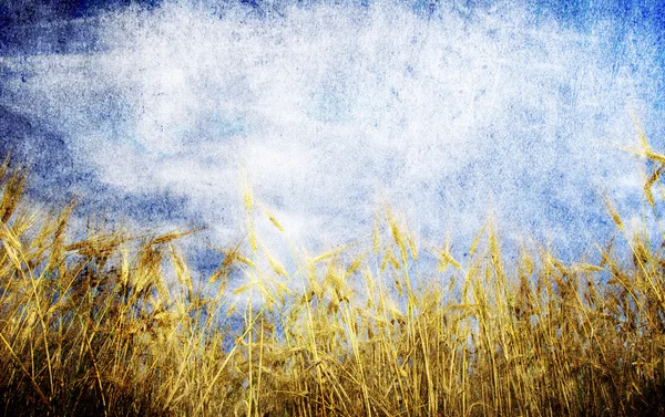 黄金の小麦圃場とグランジ背景 — ストック写真