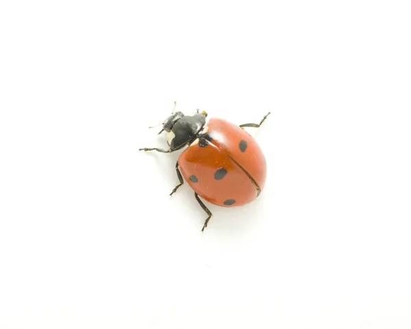 Red Ladybug Isolated White — Stock Photo, Image