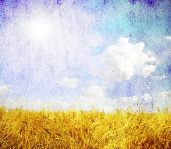 Гранжевий Фон Золотою Пшеницею Фермі — стокове фото