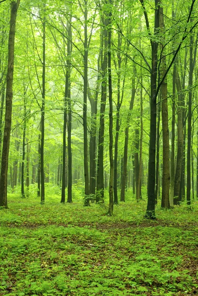 Floresta Verde Dia Nebuloso — Fotografia de Stock