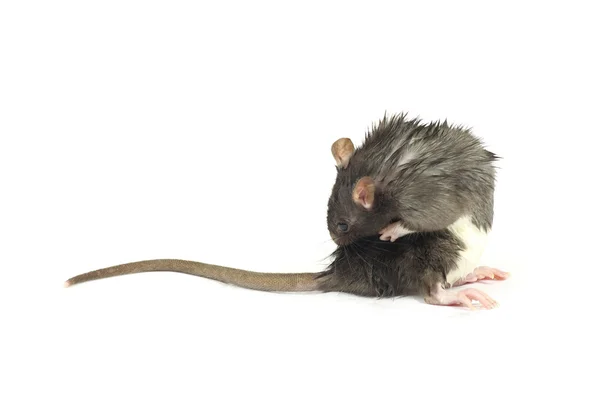 Grappige rat — Stockfoto