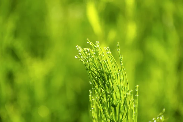 Grässtrå — Stockfoto