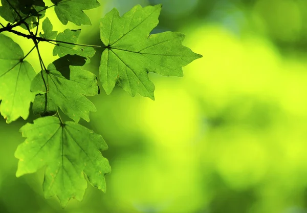 在一个晴朗的天春天绿色的树叶背景 — 图库照片