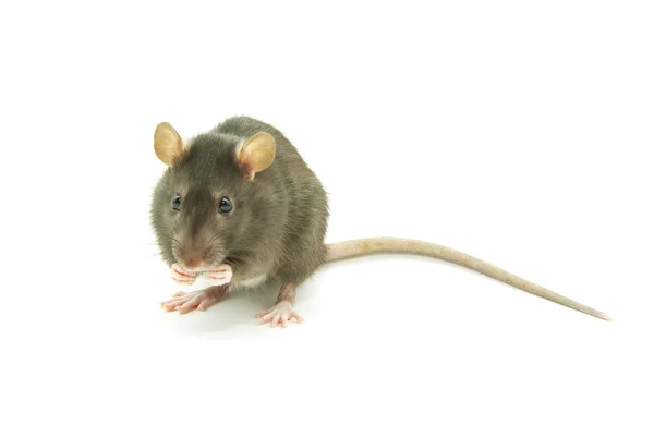 Gray rat — Stock Photo, Image