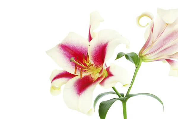 Lily on white — Stock Photo, Image