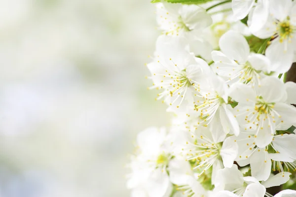 Zbliżenie Kwiatów Wiosna Wiśnia — Zdjęcie stockowe