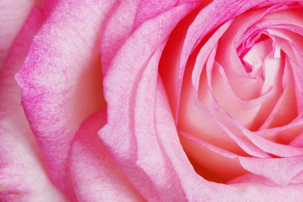 Eine Nahaufnahme Einer Rosa Rose — Stockfoto