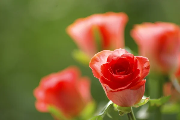 Κόκκινο Τριαντάφυλλο Που Απομονώνονται Πράσινο Φόντο — Φωτογραφία Αρχείου