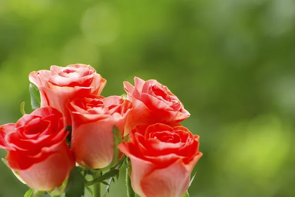 Красная Роза Изолирована Зеленом Фоне — стоковое фото