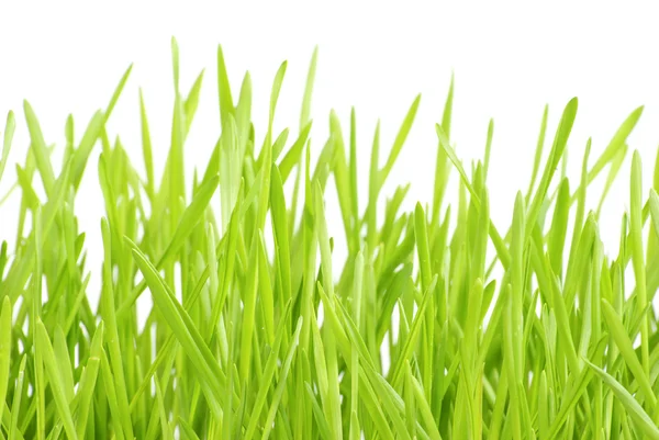 Zielony Trawnik Białym Tle — Zdjęcie stockowe