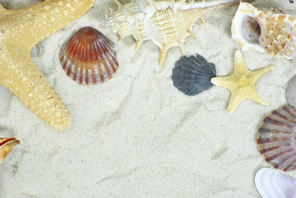 Kumsalda Deniz Yıldızı Deniz Kabukları — Stok fotoğraf