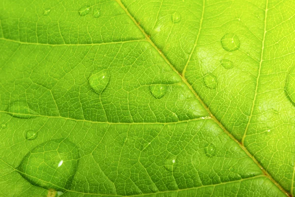 stock image Texture of a green leaf as background