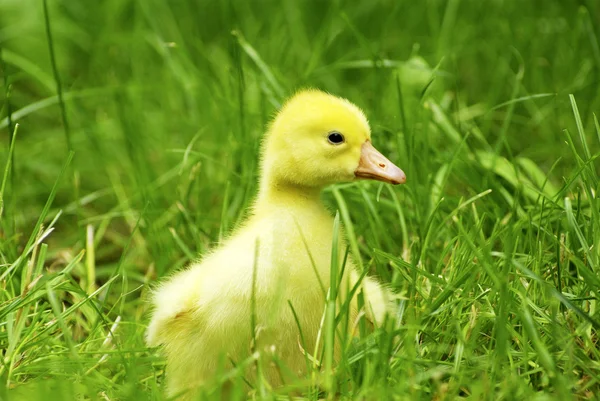 Schattig Gosling Groene Gras — Stockfoto