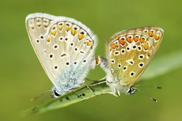 Schmetterling Auf Einem Grünen Blatt — Stockfoto