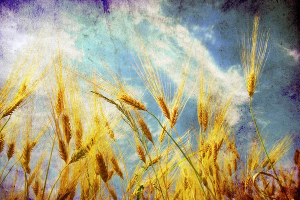 垃圾背景与金黄色的麦子某农场的场长 — 图库照片