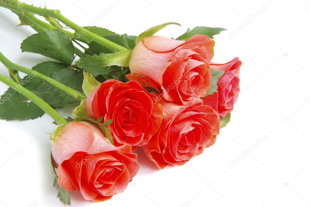 Red rose — Stock Photo © Pakhnyushchyy #4936951