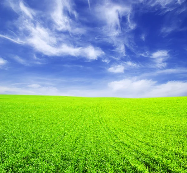 Зеленое поле — стоковое фото