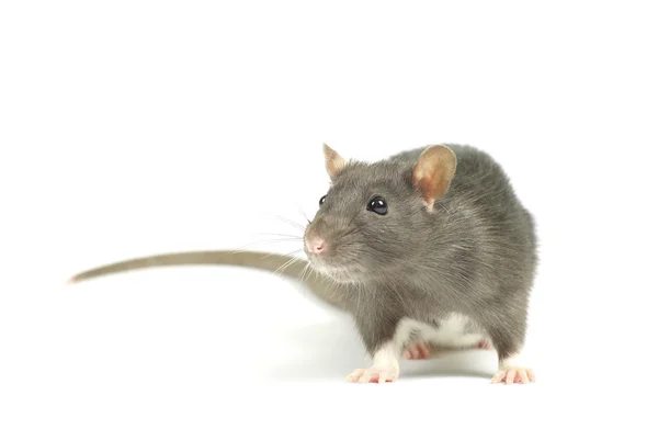 Mãos de rato sobre branco — Fotografia de Stock