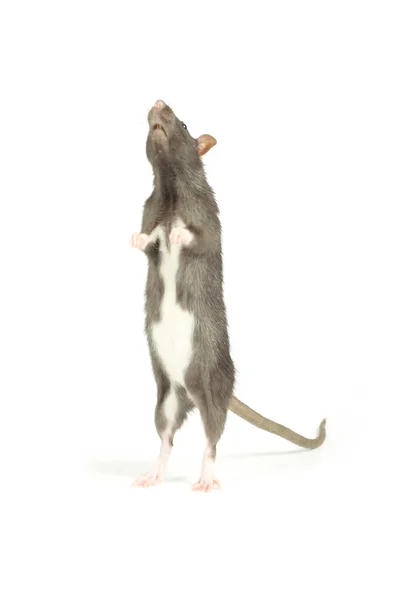 Rattenhände auf weiß — Stockfoto