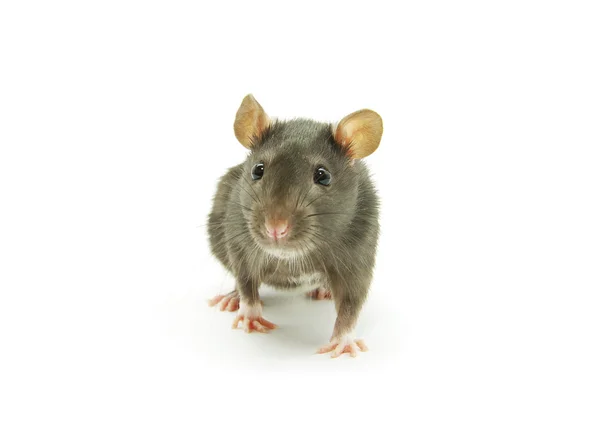 Rata gris —  Fotos de Stock