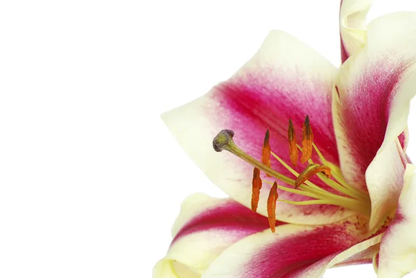 Цветочный цветок — стоковое фото