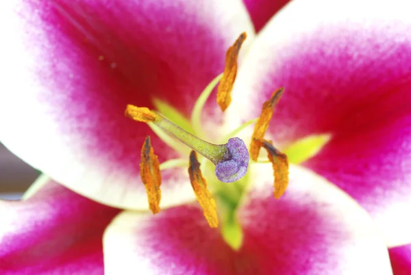 花の花 — ストック写真