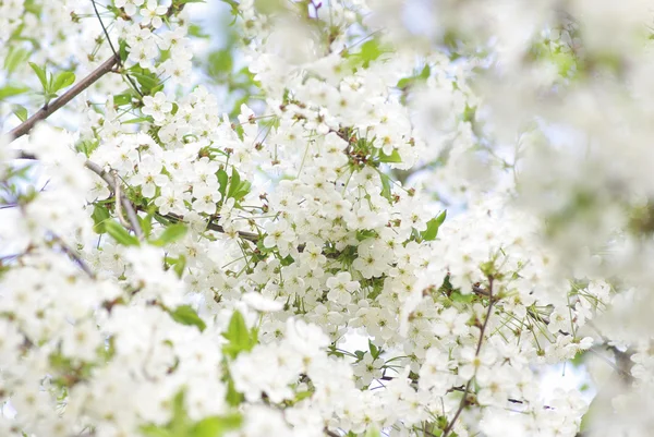 stock image Cherry blossoms