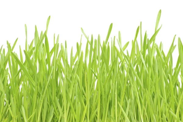 Rasen auf dem weißen — Stockfoto