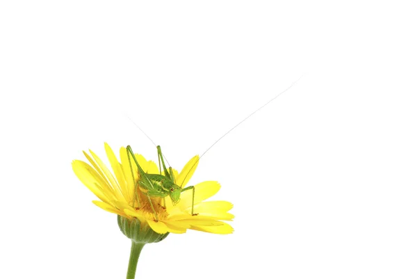 Grasshopper on white — Stock Photo, Image