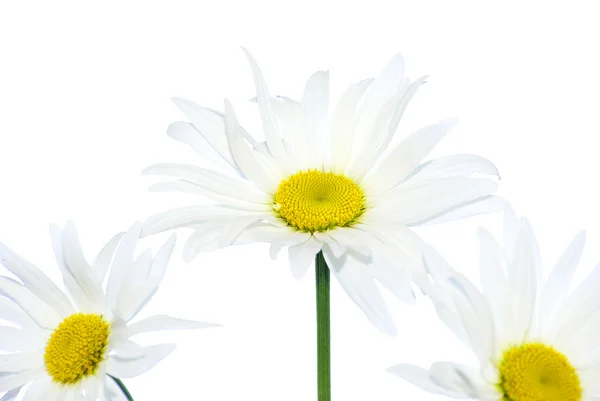 White chamomile — Stock Photo, Image