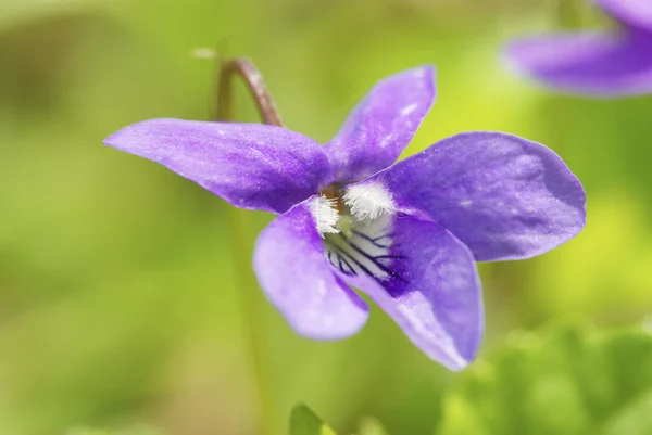 Modrý jarní květ — Stock fotografie