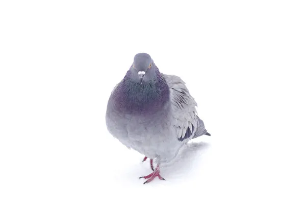 Серый голубь — стоковое фото
